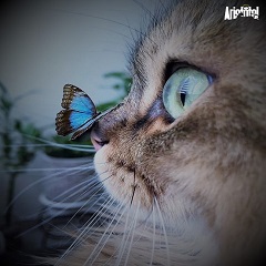 Image Beutiful cat